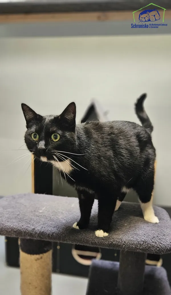 Znaleziono kota, Szczecin, 19 kwietnia 2025 (2/4)