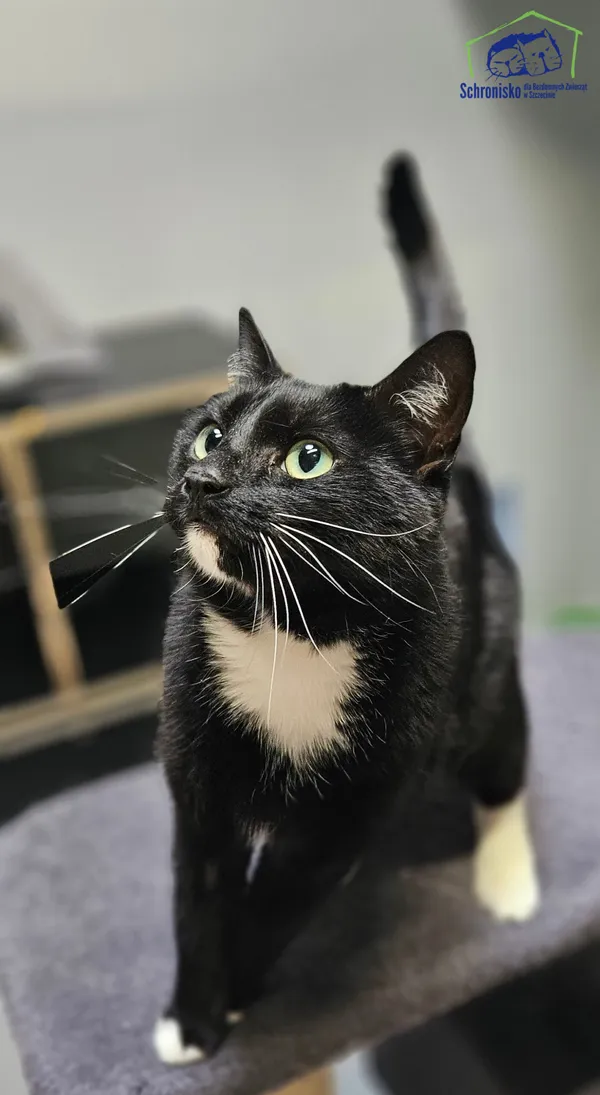 Znaleziono kota, Szczecin, 19 kwietnia 2025 (3/4)