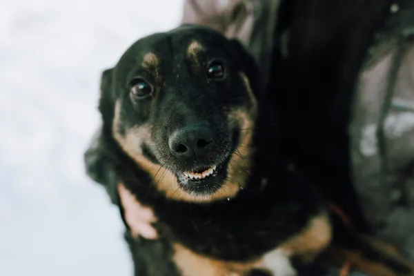 Oddam psa, Gdańsk, Osowa, 22 kwietnia 2025 (1/5)