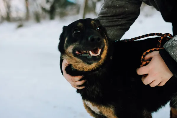 Oddam psa, Gdańsk, Osowa, 22 kwietnia 2025 (5/5)