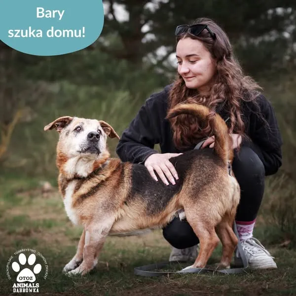 Pies do adopcji, Dąbrówka, 22 kwietnia 2025 (2/5)