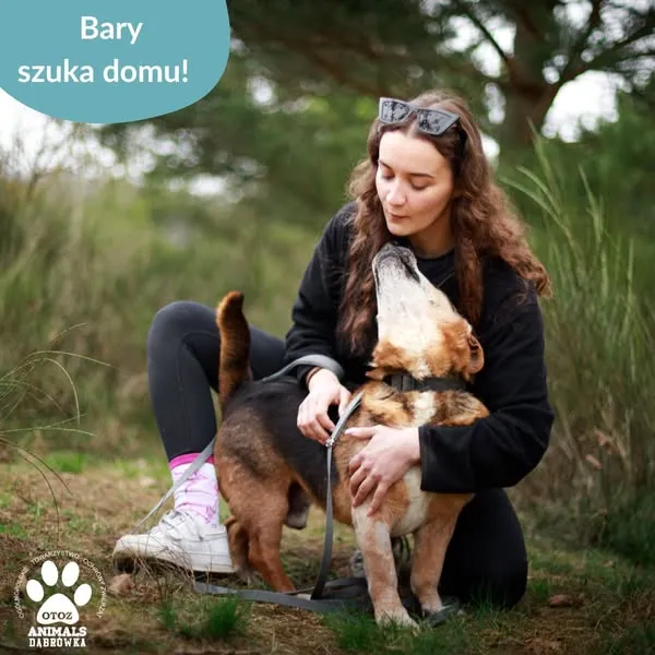 Pies do adopcji, Dąbrówka, 22 kwietnia 2025 (3/5)