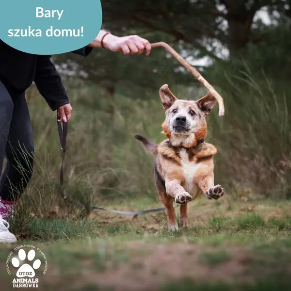 Pies do adopcji, Dąbrówka, 22 kwietnia 2025 (4/5)