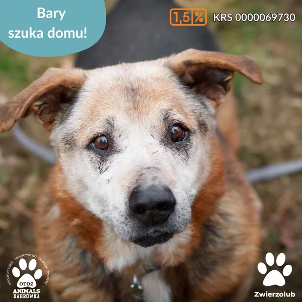 Pies do adopcji, Dąbrówka, 22 kwietnia 2025 (5/5)