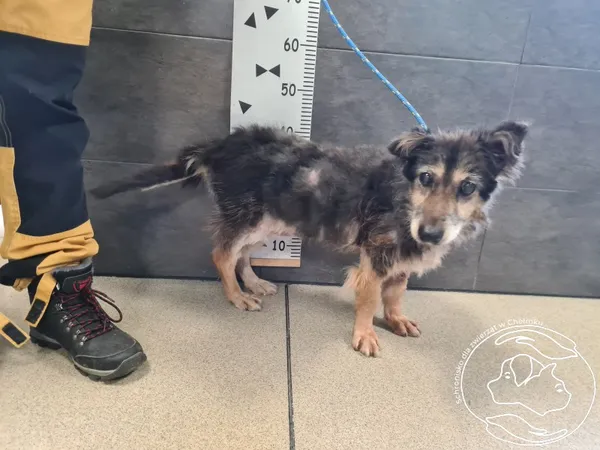 Pies do adopcji, Chełmek, 26 lutego 2025