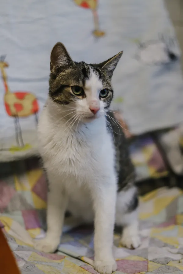 Kot do adopcji, Sosnowiec, 14 kwietnia 2025 (2/5)