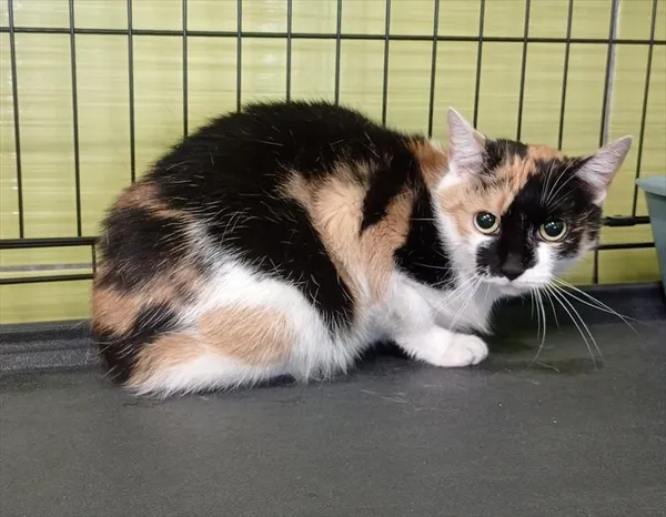 Kot do adopcji, Racibórz, 22 kwietnia 2025