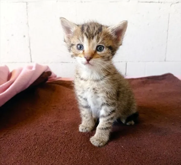 Kot do adopcji, Racibórz, 7 kwietnia 2025