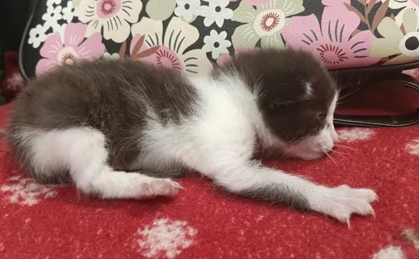 Znaleziono kota, Toruń, 20 kwietnia 2025