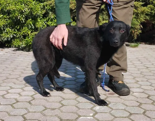 Znaleziono psa, Toruń, 16 kwietnia 2025