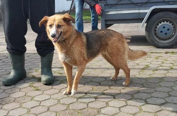 Znaleziono psa, Toruń, 16 kwietnia 2025