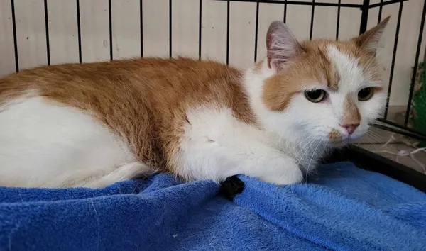 Znaleziono kota, Toruń, 16 kwietnia 2025