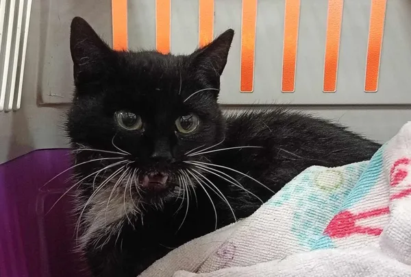 Znaleziono kota, Toruń, 14 kwietnia 2025