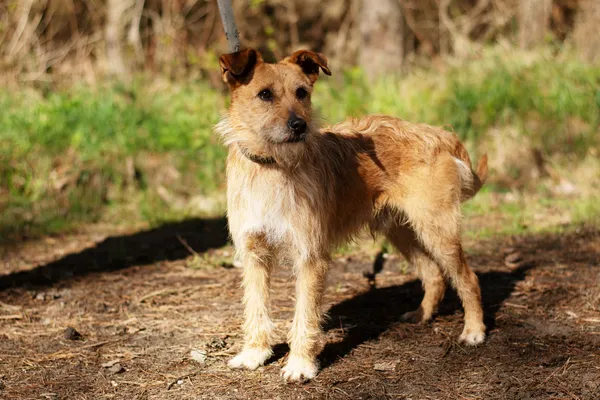 Pies do adopcji, Nowodwór, 21 kwietnia 2025 (1/5)