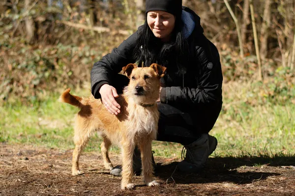 Pies do adopcji, Nowodwór, 21 kwietnia 2025 (2/5)