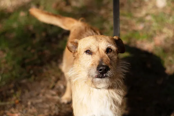 Pies do adopcji, Nowodwór, 21 kwietnia 2025 (4/5)