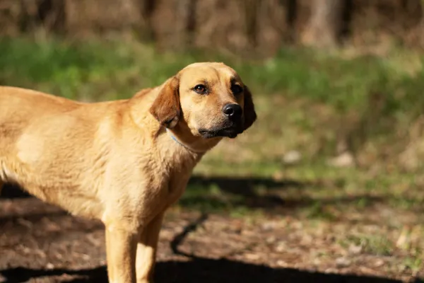 Pies do adopcji, Nowodwór, 21 kwietnia 2025 (1/5)