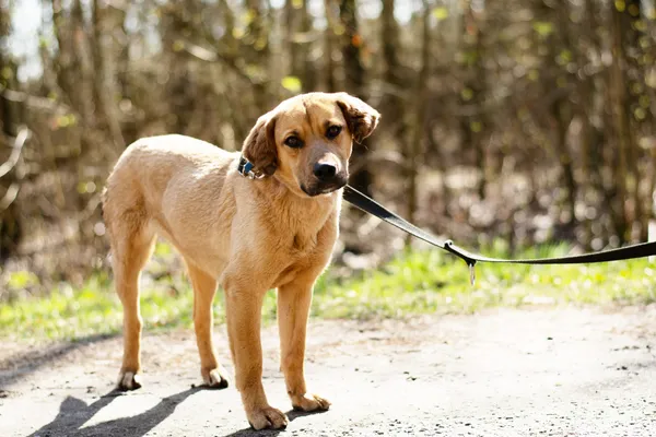 Pies do adopcji, Nowodwór, 21 kwietnia 2025 (2/5)