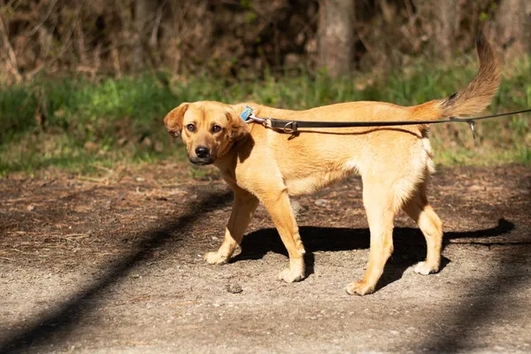 Pies do adopcji, Nowodwór, 21 kwietnia 2025 (3/5)