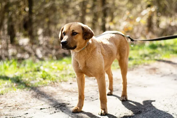 Pies do adopcji, Nowodwór, 21 kwietnia 2025 (4/5)