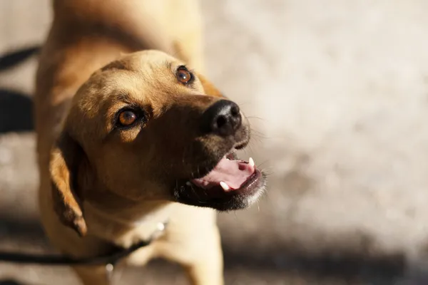 Pies do adopcji, Nowodwór, 21 kwietnia 2025 (5/5)