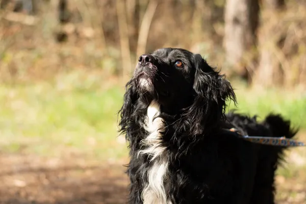 Pies do adopcji, Nowodwór, 21 kwietnia 2025 (1/5)