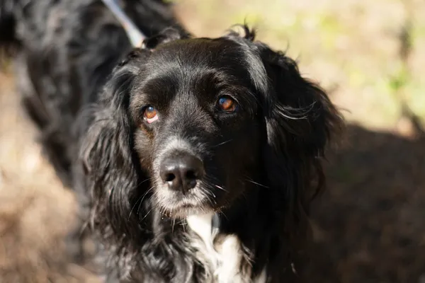 Pies do adopcji, Nowodwór, 21 kwietnia 2025 (2/5)