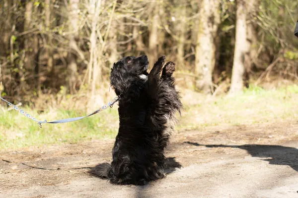 Pies do adopcji, Nowodwór, 21 kwietnia 2025 (4/5)