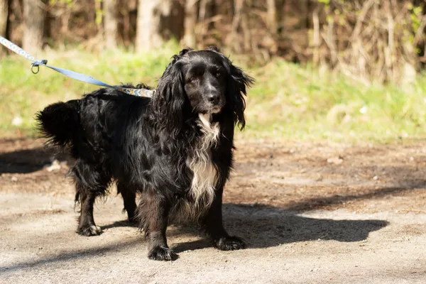 Pies do adopcji, Nowodwór, 21 kwietnia 2025 (5/5)