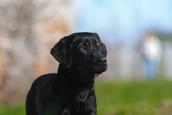 Pies do adopcji, Nowodwór, 21 kwietnia 2025 (1/5)