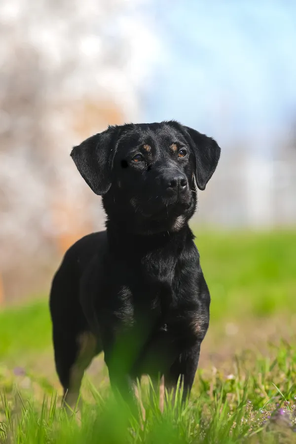 Pies do adopcji, Nowodwór, 21 kwietnia 2025 (2/5)