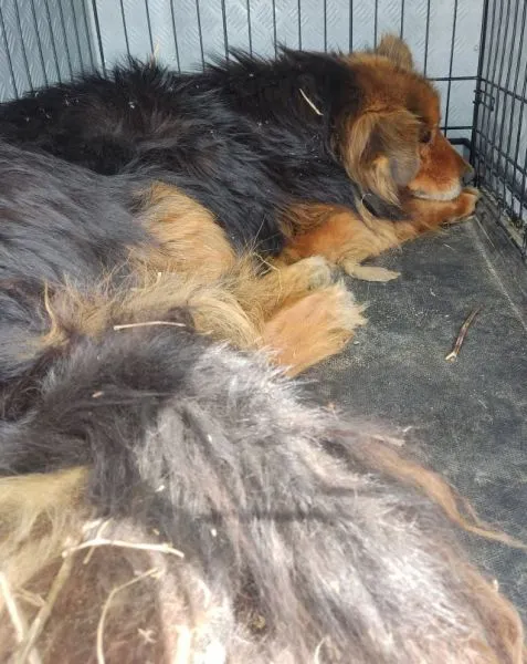 Znaleziono psa, Radom, 21 kwietnia 2025