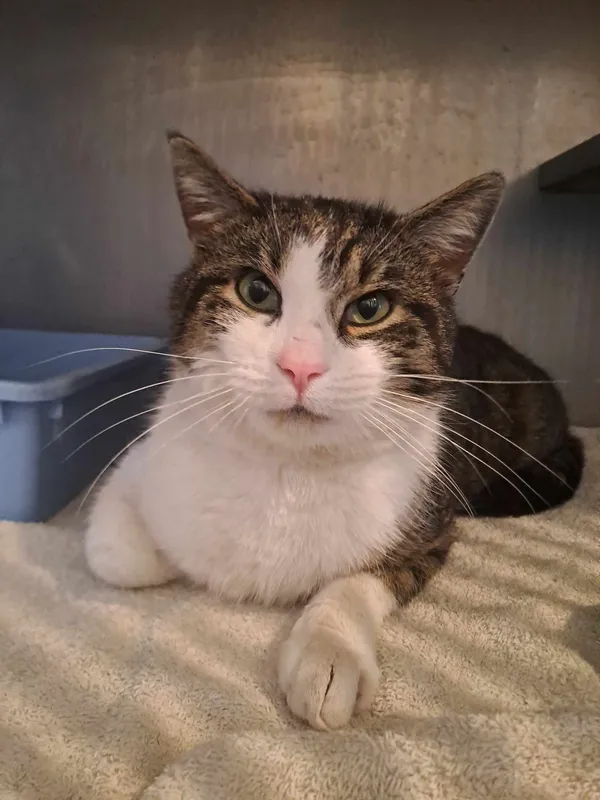 Znaleziono kota, Olsztyn, 20 kwietnia 2025