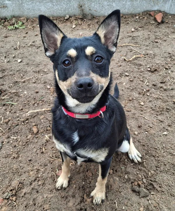 Pies do adopcji, Olsztyn, 4 kwietnia 2025 (1/4)