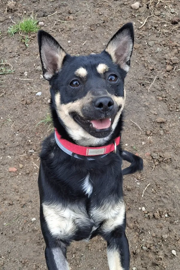 Pies do adopcji, Olsztyn, 4 kwietnia 2025 (2/4)