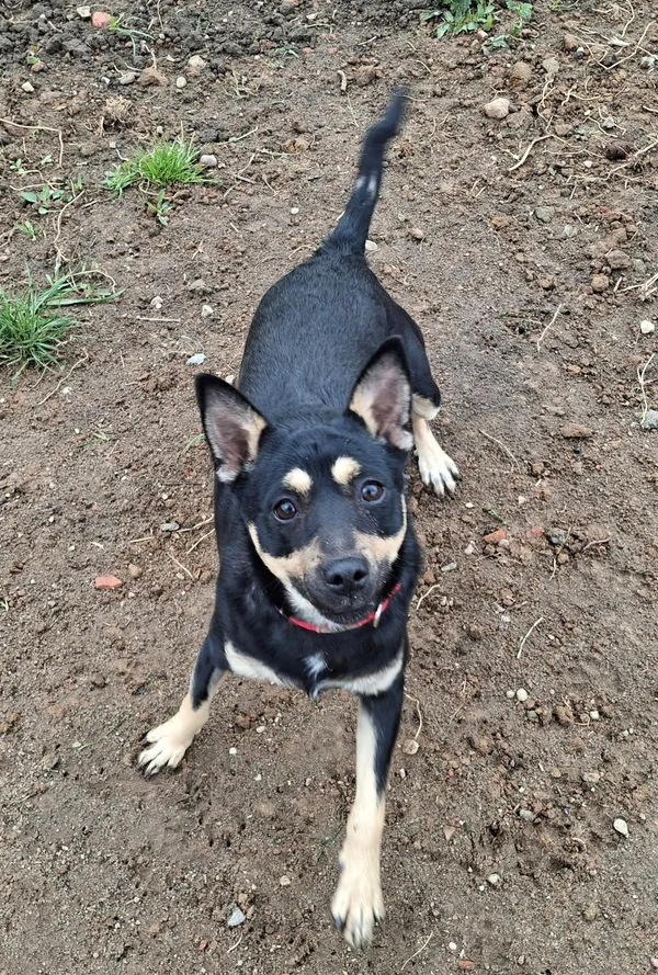 Pies do adopcji, Olsztyn, 4 kwietnia 2025 (3/4)