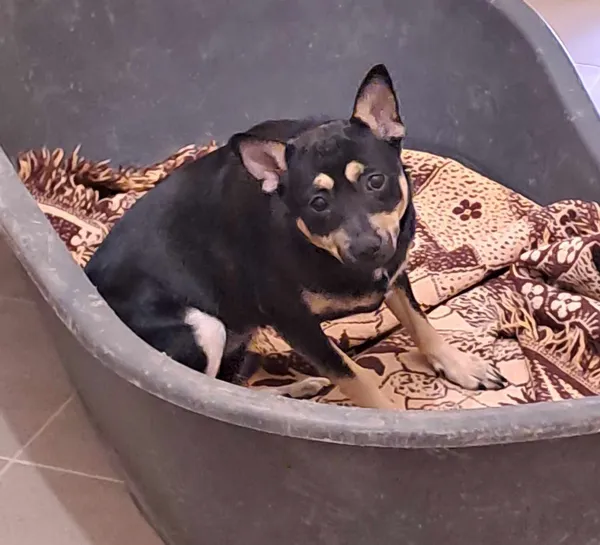 Pies do adopcji, Olsztyn, 4 kwietnia 2025 (4/4)