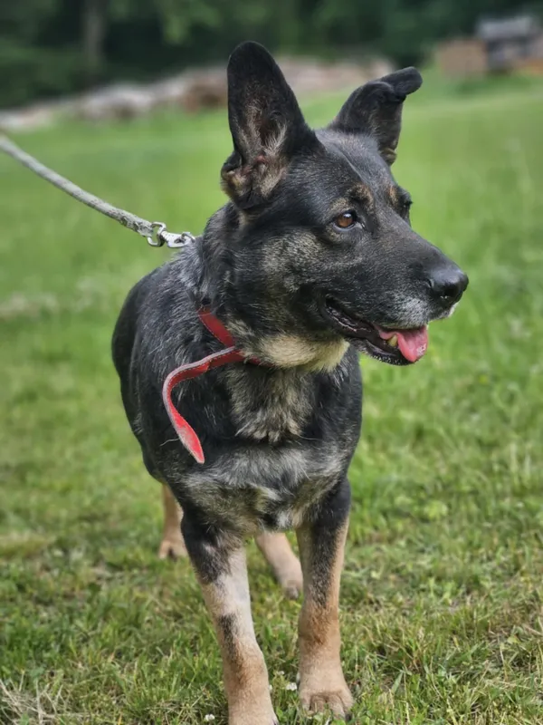 Pies do adopcji, Zgierz, 22 kwietnia 2025 (2/5)