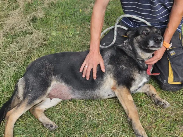 Pies do adopcji, Zgierz, 22 kwietnia 2025 (4/5)