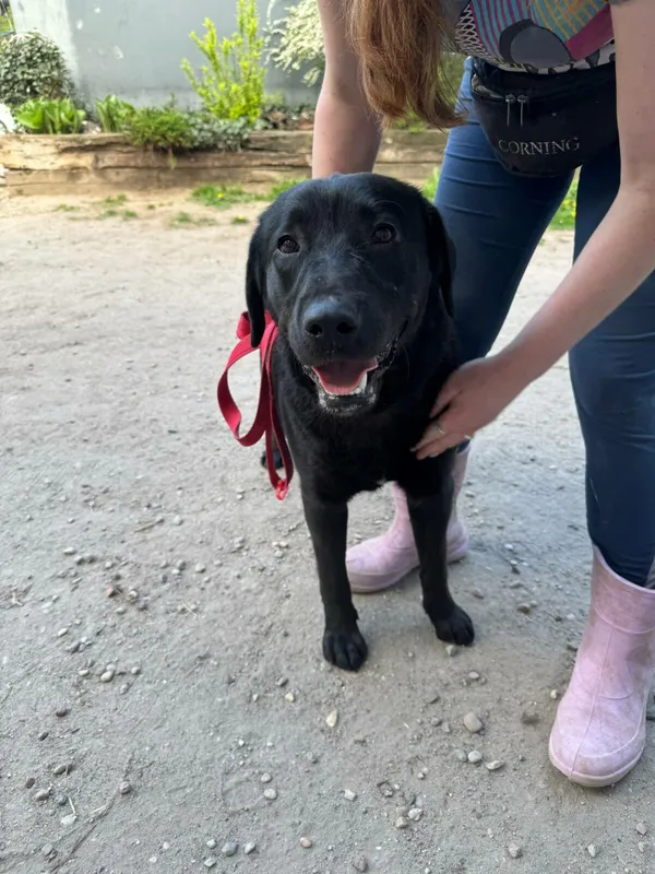 Pies do adopcji, Zgierz, 22 kwietnia 2025 (1/3)