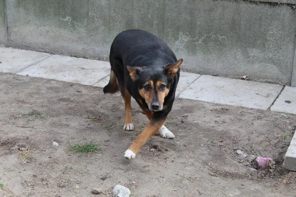 Pies do adopcji, Bełchatów, 19 września 2019 (1/4)