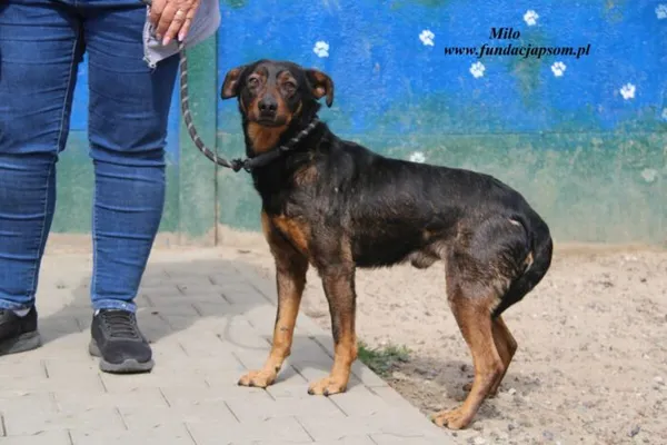 Pies do adopcji, Nowy Dwór Mazowiecki, 22 kwietnia 2025 (2/4)