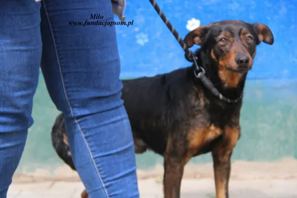 Pies do adopcji, Nowy Dwór Mazowiecki, 22 kwietnia 2025 (3/4)