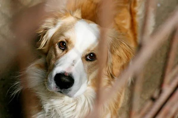 Znaleziono psa, Wałbrzych, 11 kwietnia 2025