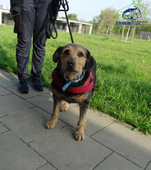 Znaleziono psa, Szczecin, 22 kwietnia 2025 (2/2)