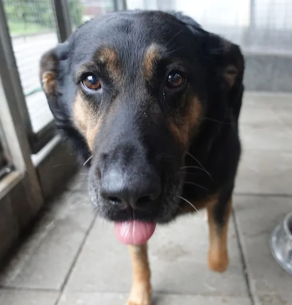 Znaleziono psa, Gdańsk, 23 kwietnia 2025