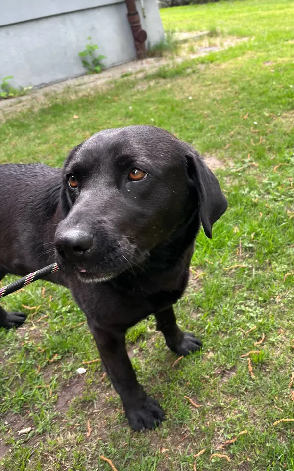 Pies do adopcji, Włocławek, 22 kwietnia 2025 (2/5)