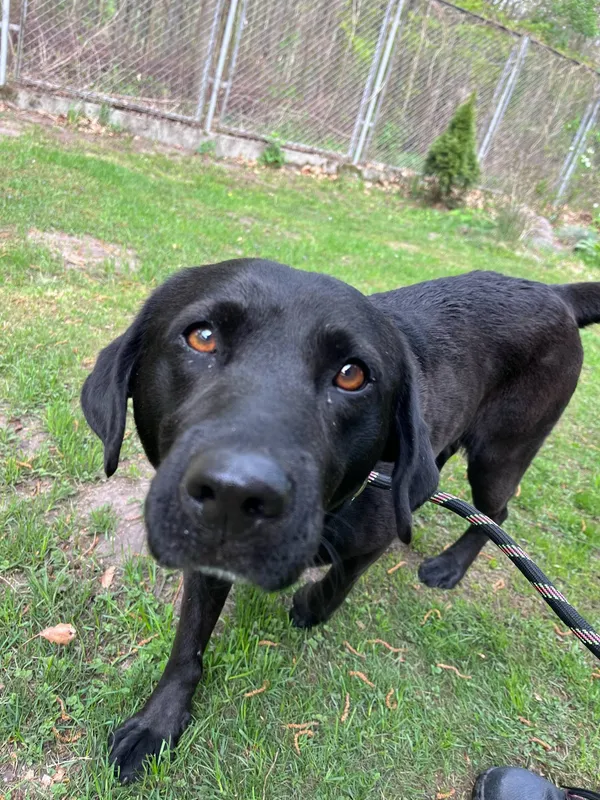 Pies do adopcji, Włocławek, 22 kwietnia 2025 (3/5)