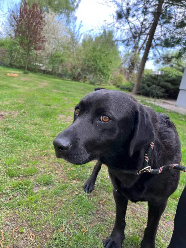 Pies do adopcji, Włocławek, 22 kwietnia 2025 (4/5)