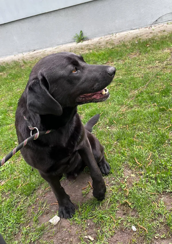 Pies do adopcji, Włocławek, 22 kwietnia 2025 (5/5)